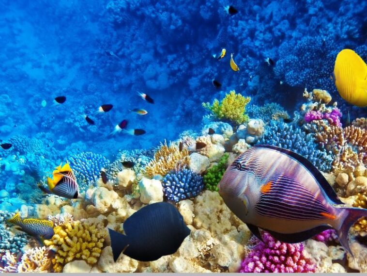 Big Kahuna Reef 3: Tauche ein in die Unterwasserwelt des beliebten Puzzlespiels
